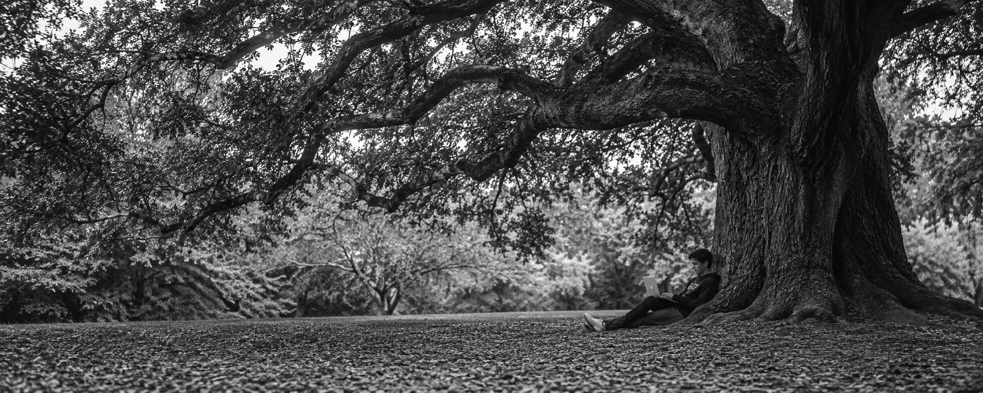 A person leaning against a great tree, working on a laptop